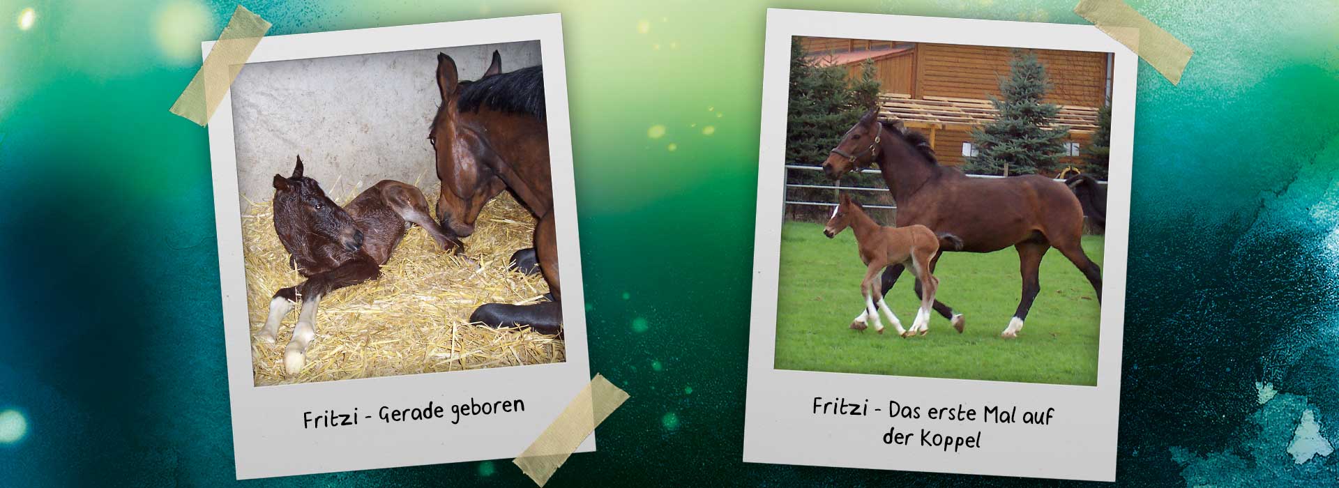 Auf der Grafik sind zwei Fotos zu sehen: Links: Braunes Fohlen Fritzi direkt nach der Geburt im Stall. Rechts: Fritzi mit brauner Mutterstute auf der Koppel.